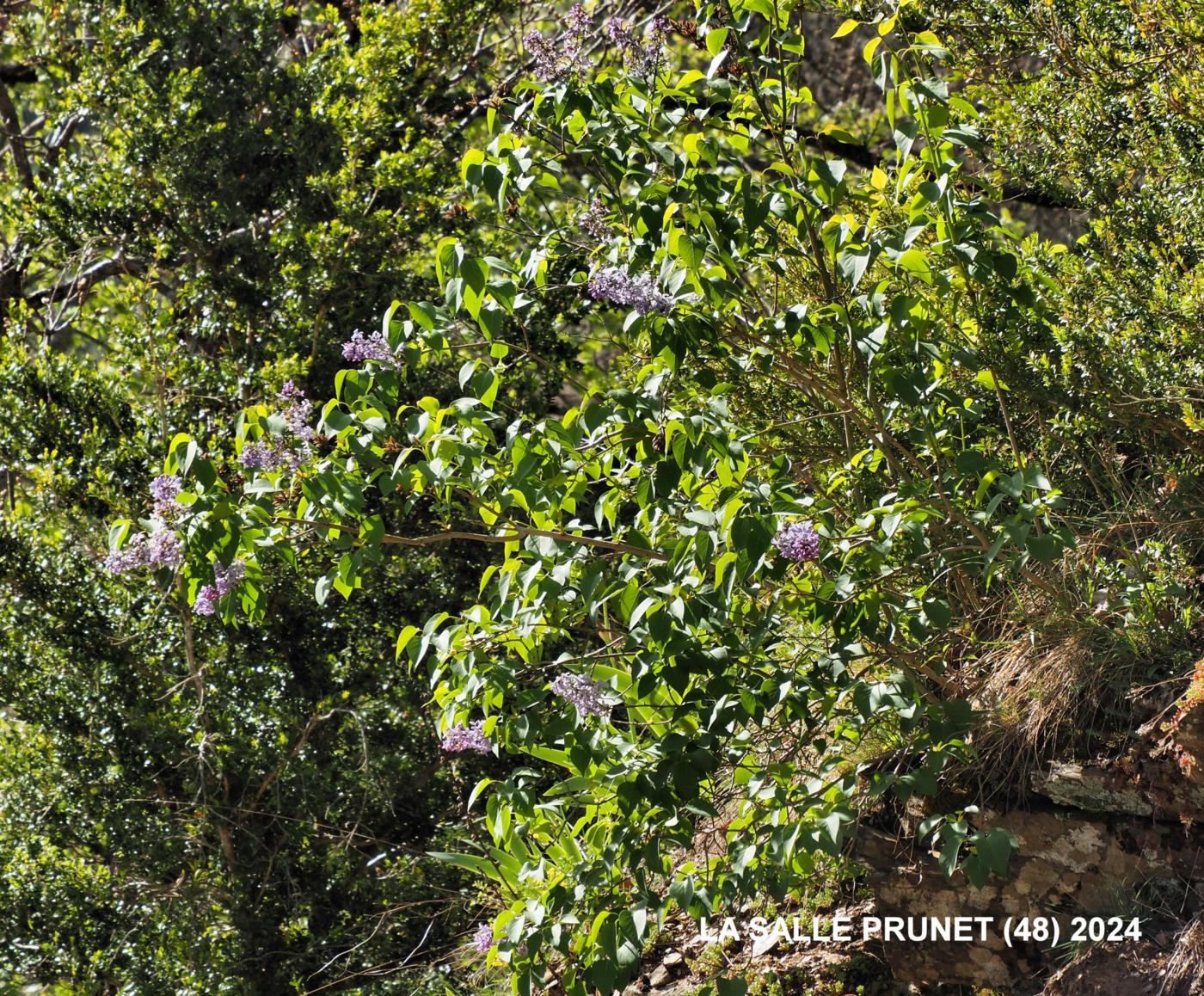 Lilac plant